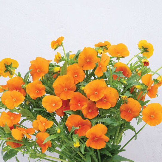 Sorbet Deep Orange Viola Blooms