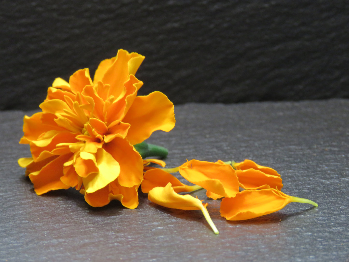 Marigold Petals (Calendula)
