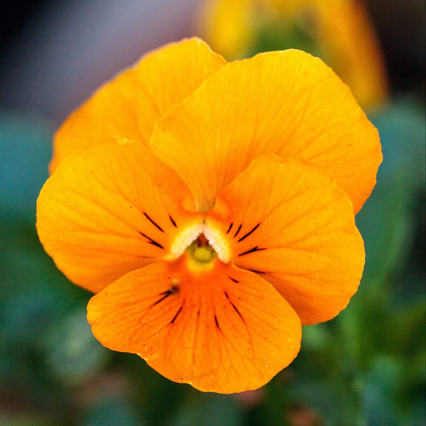 Viola Blooms - Orange Sorbet