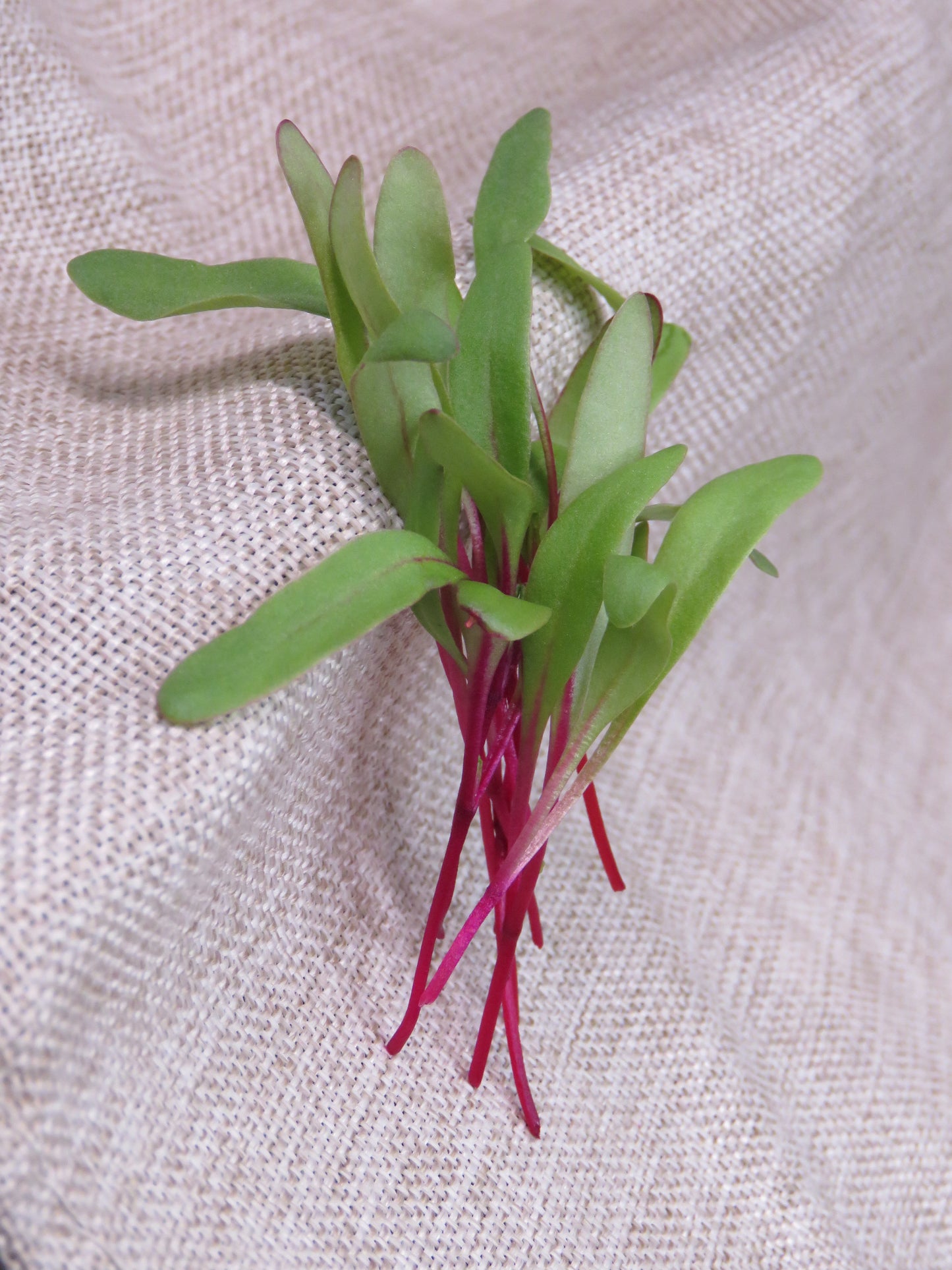 Beet - Early Wonder