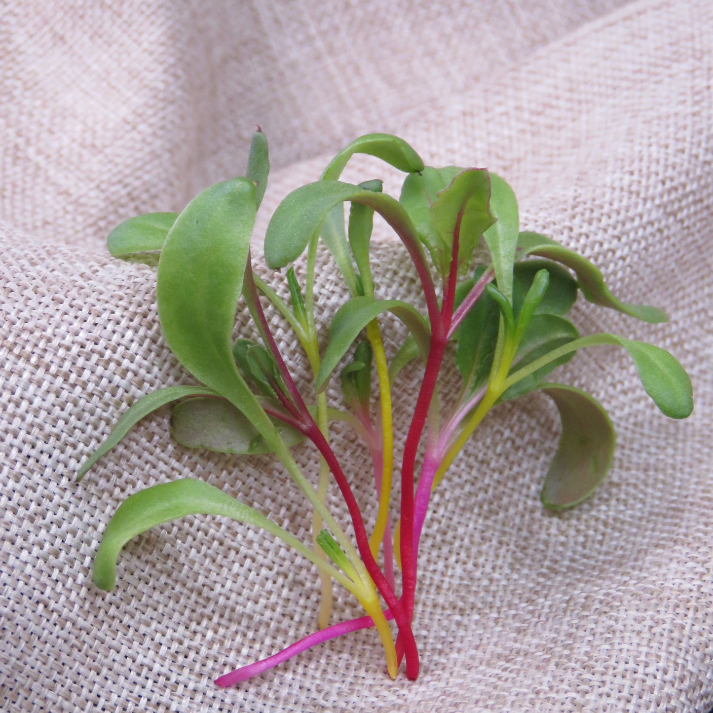 Rainbow Swiss Chard