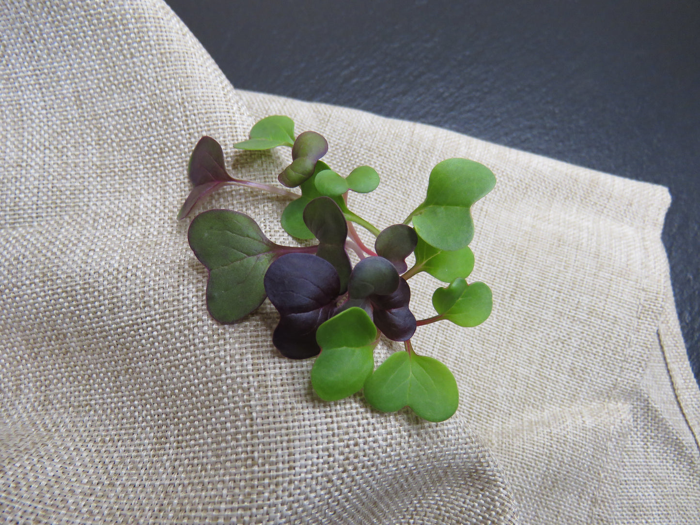 Radish - Confetti Mix