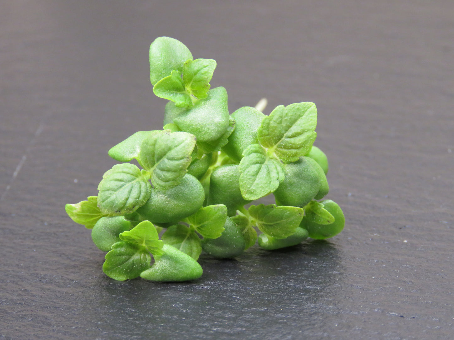 Shiso- Green