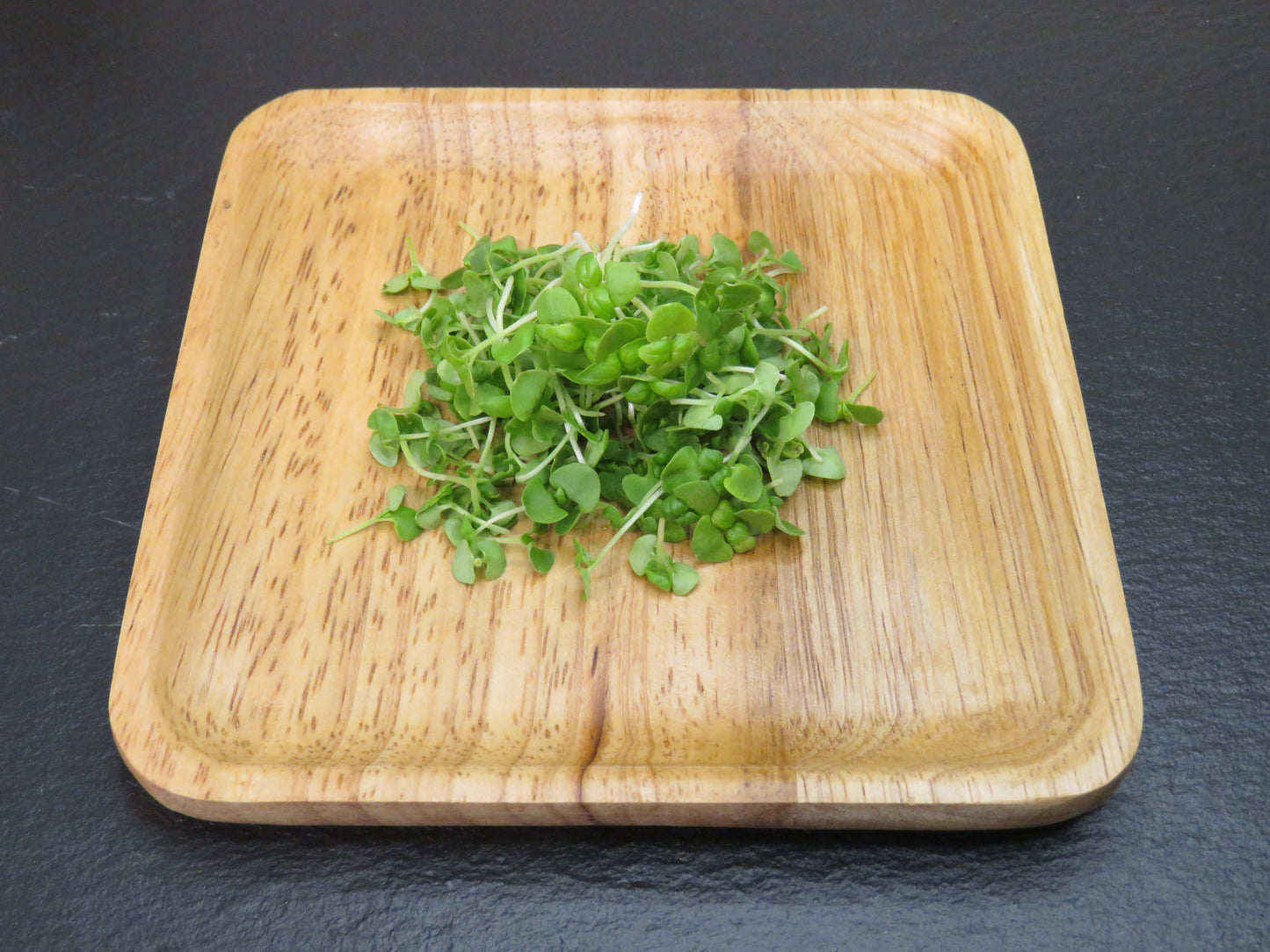 Basil - Genovese