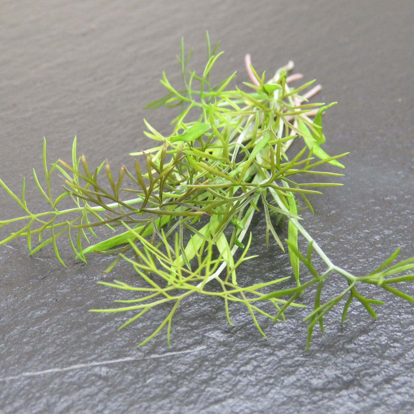 Fennel