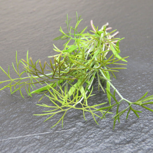 Fennel