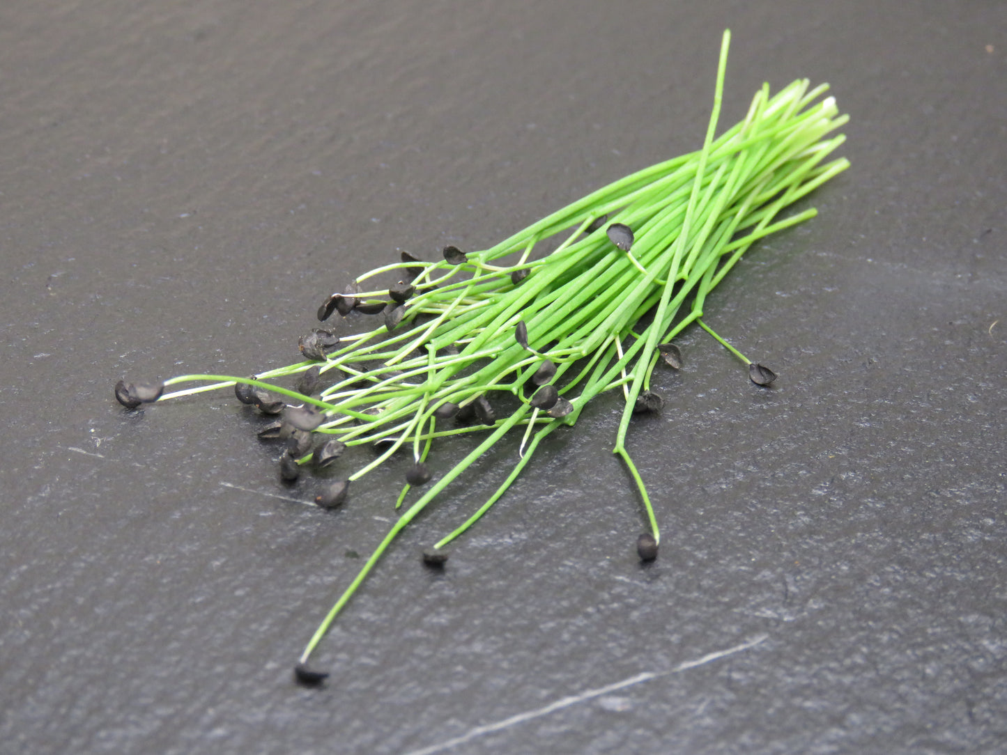 Scallion - Evergreen White