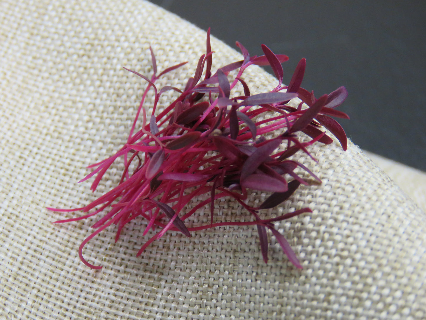 Amaranth - Red Garnet