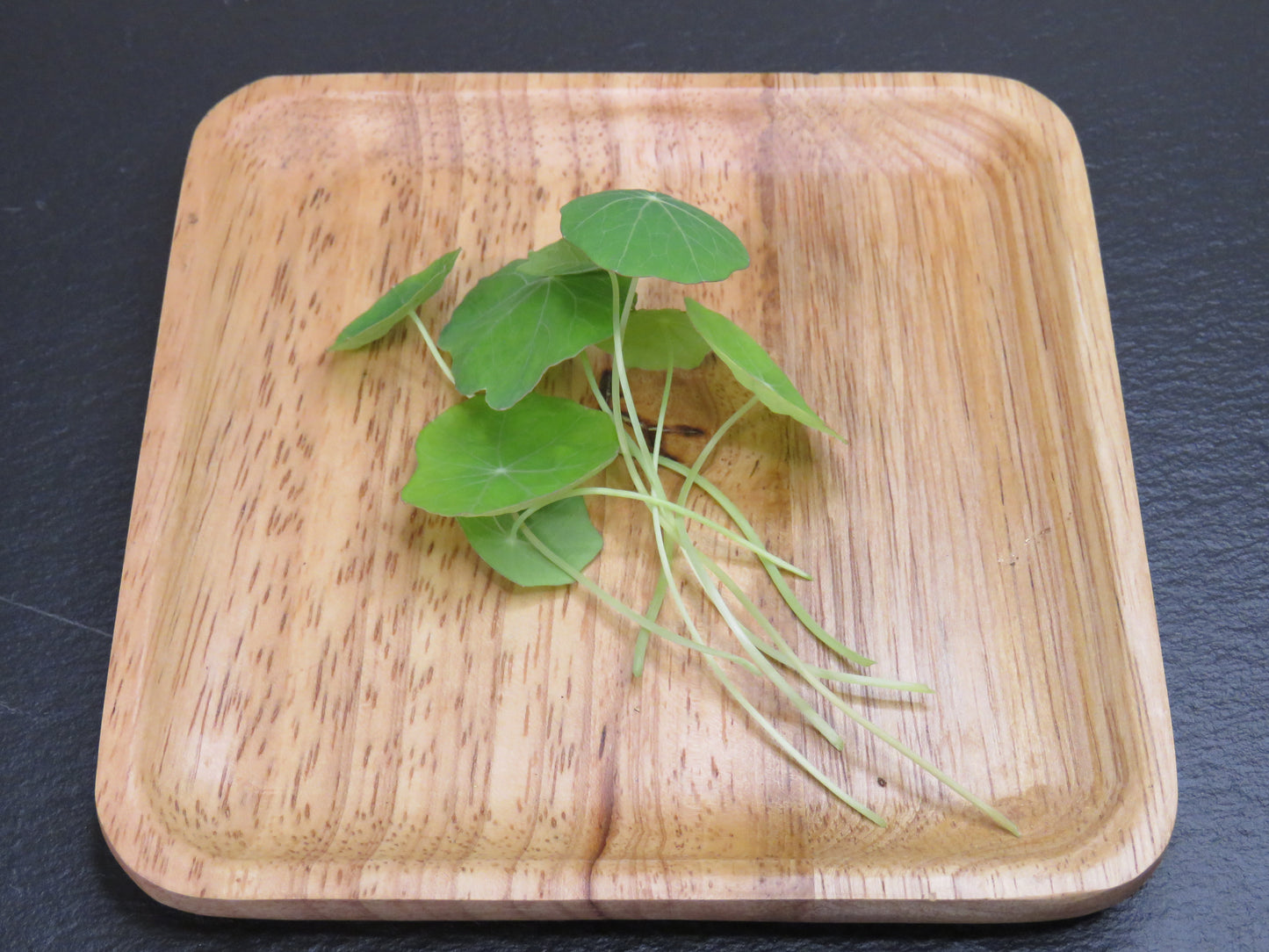 Nasturtium - Jewel Mix