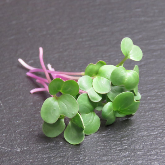 Radish - Triton Purple