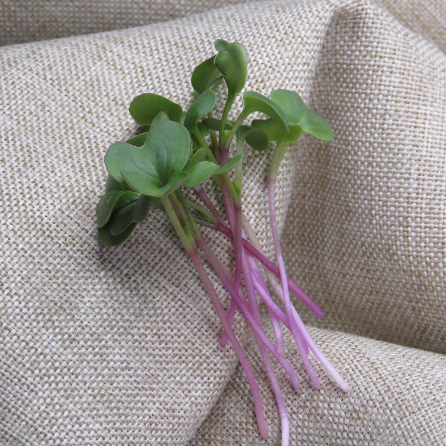 Radish - Triton Purple
