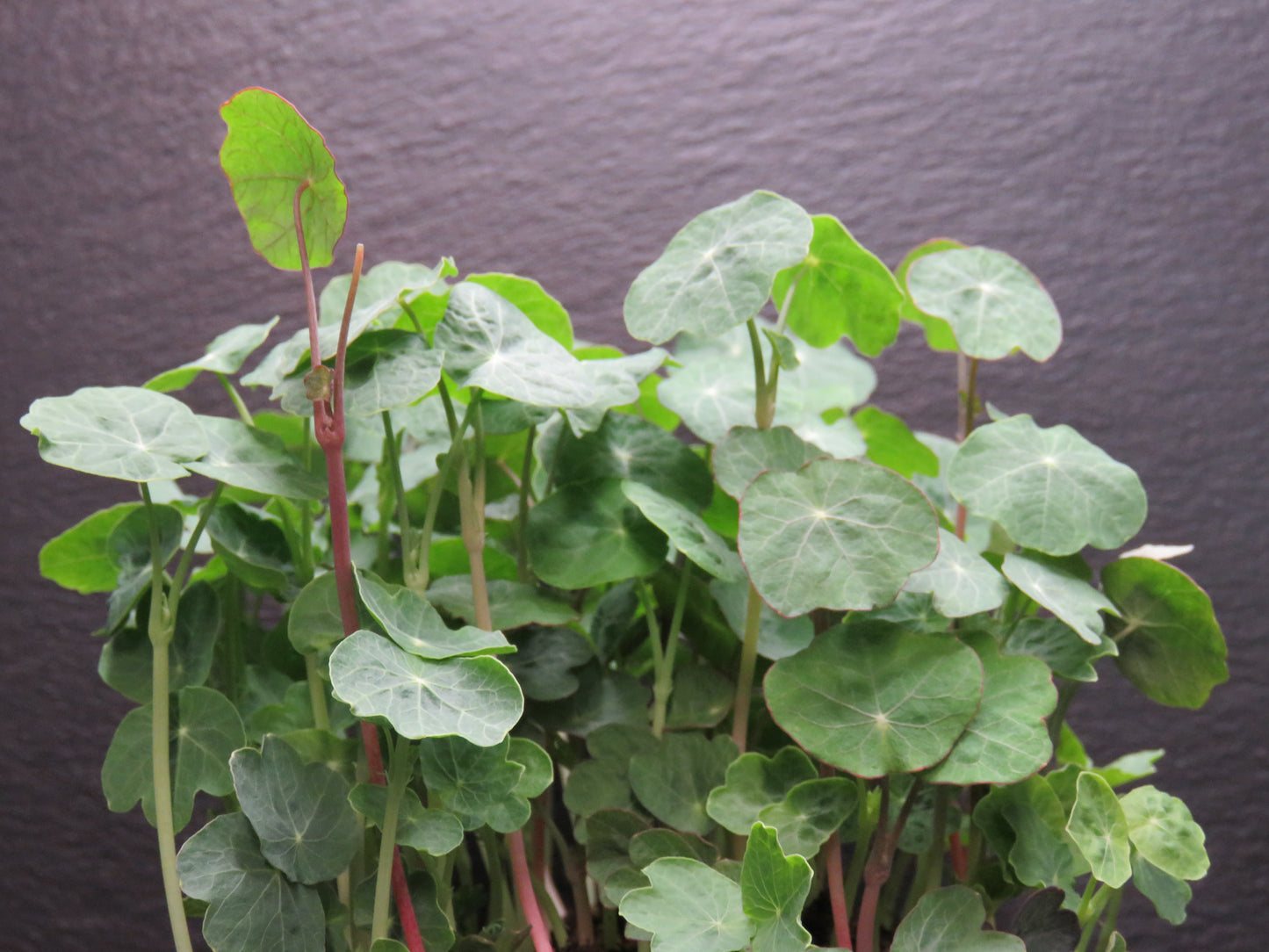 Nasturtium - Jewel Mix