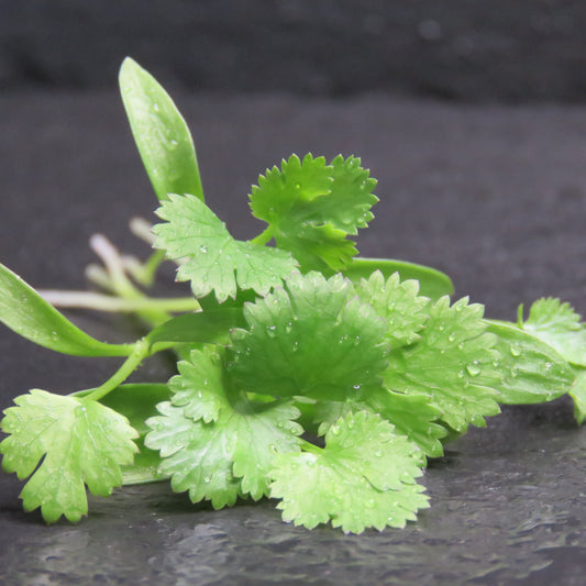 Cilantro