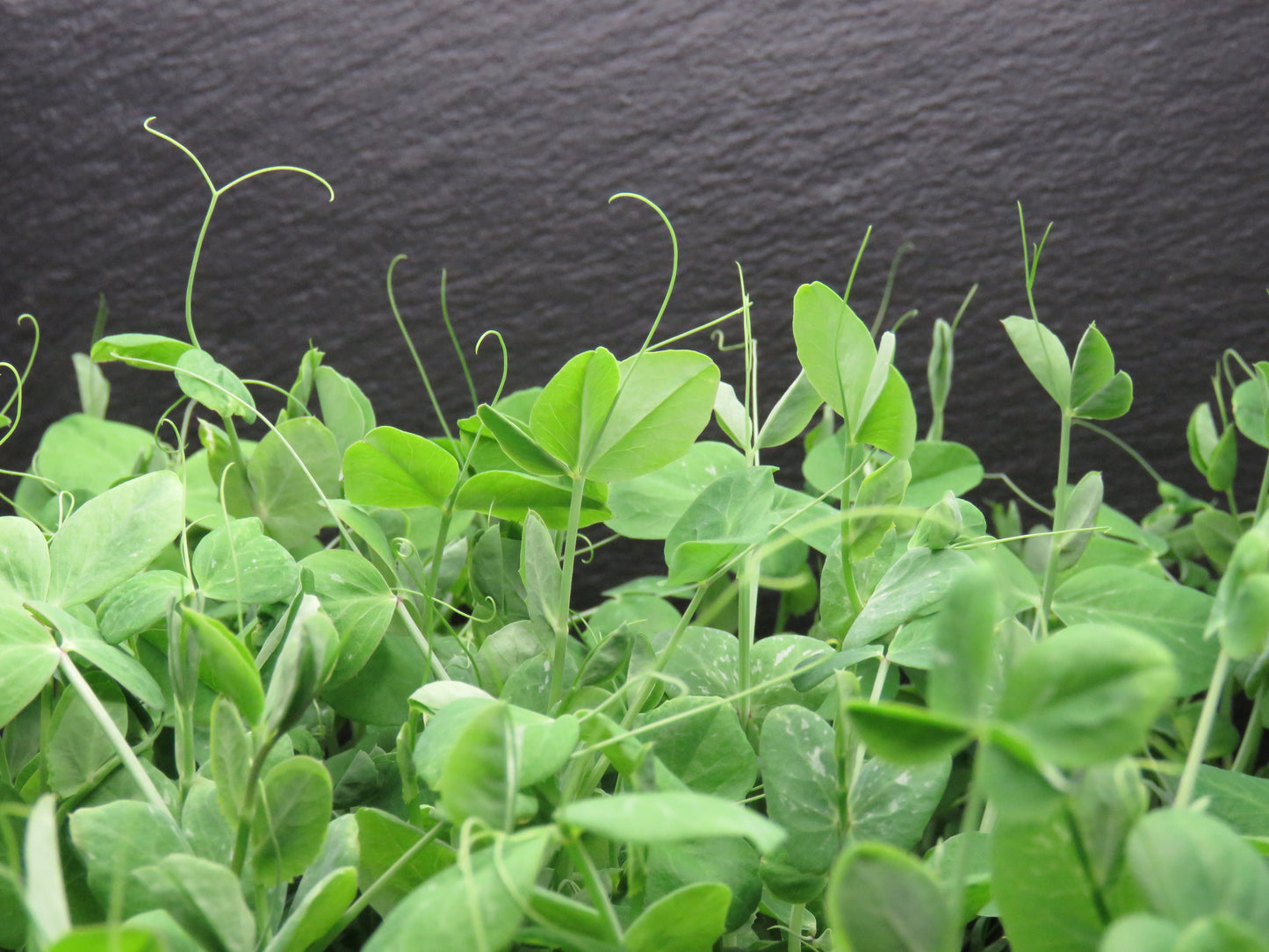 Pea Shoots - Dwarf Grey Sugar