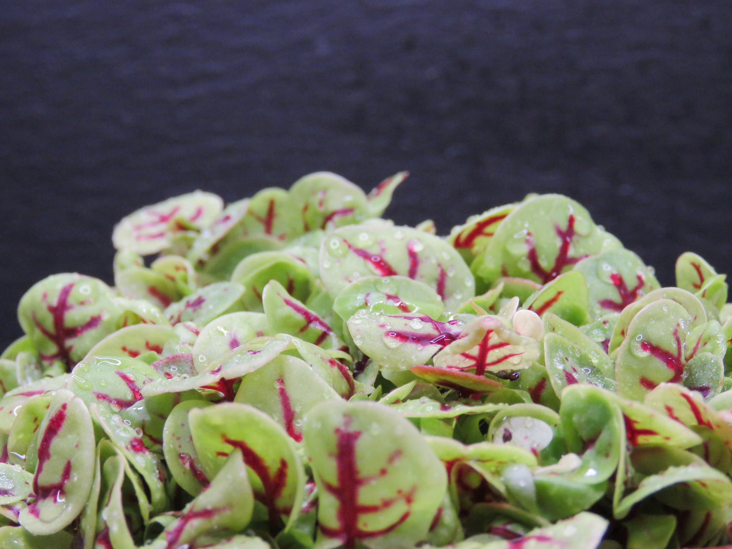 Sorrel - Red Veined