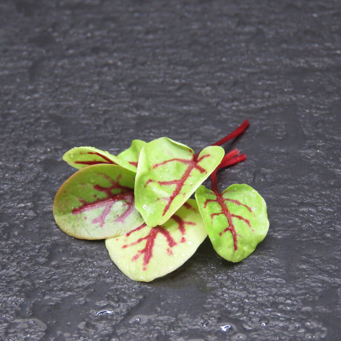 Sorrel - Red Veined