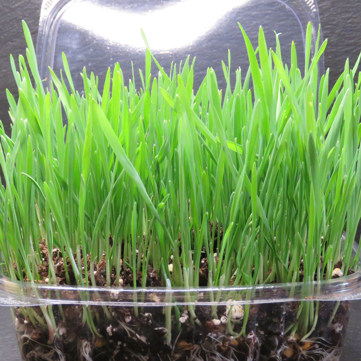 Living Wheat Grass (For People & Pets)