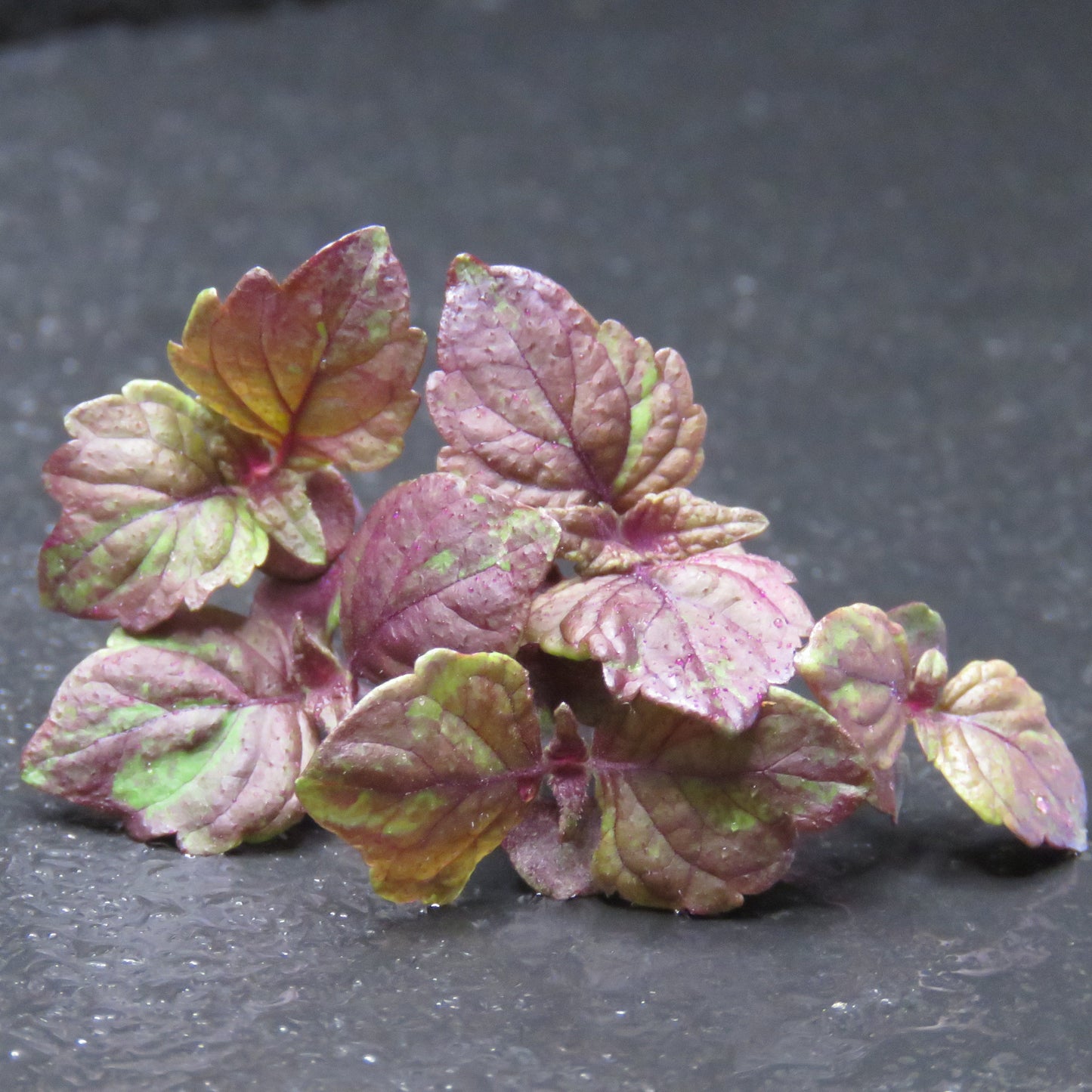 Shiso - Purple Perilla