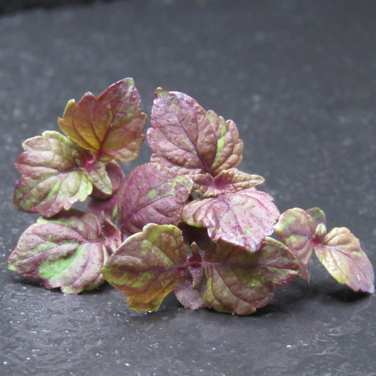 Shiso - Purple Perilla
