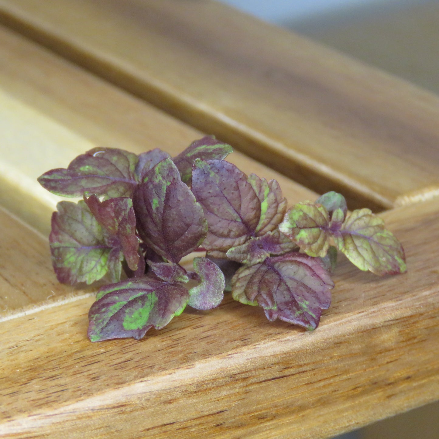 Shiso - Purple Perilla