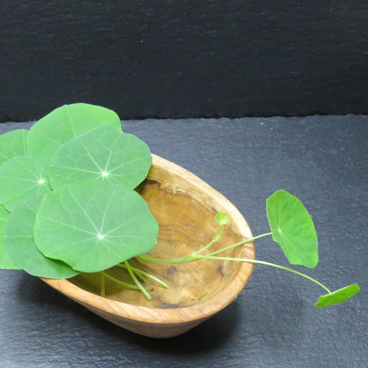 Nasturtium - Jewel Mix