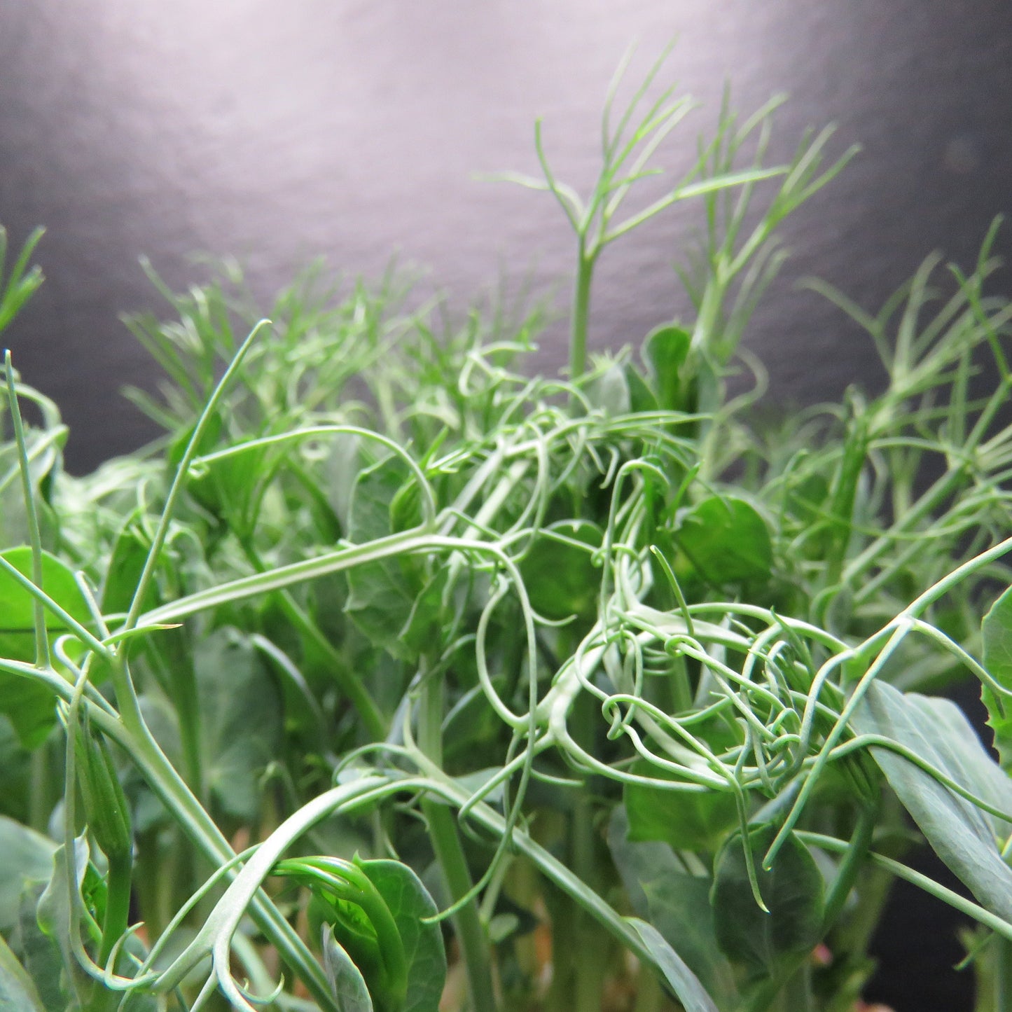 Afila Pea Tendrils
