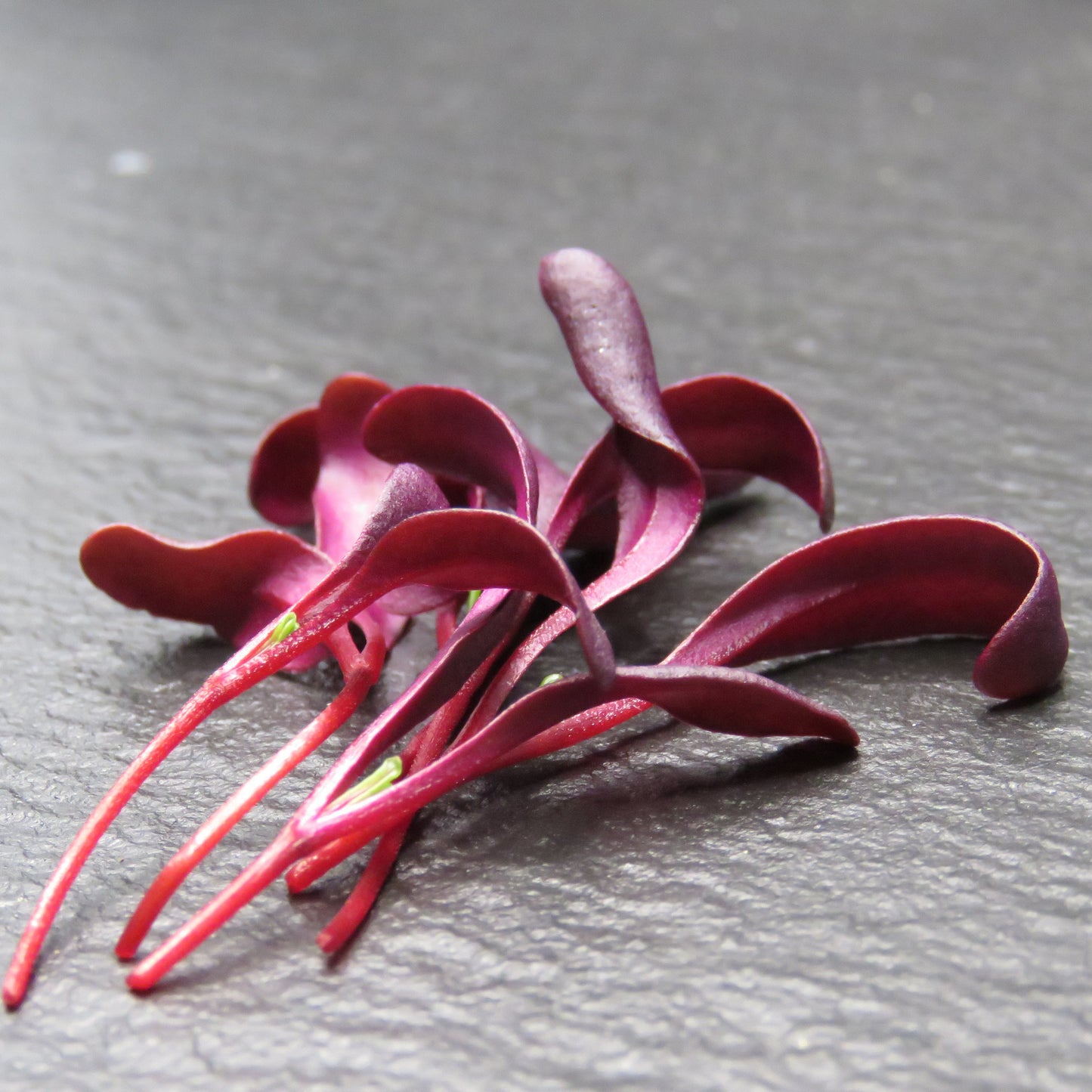 Beet - Bull's Blood