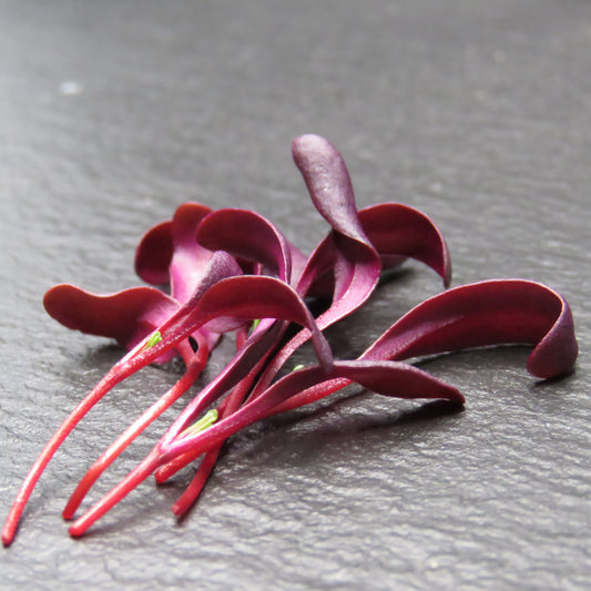 Beet - Bull's Blood