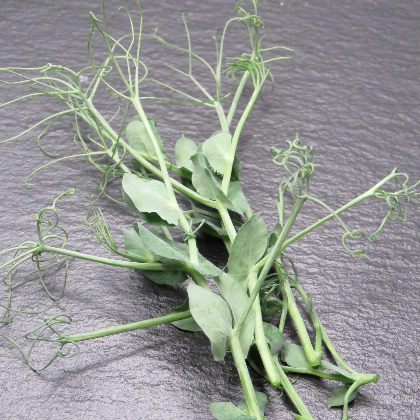 Afila Pea Tendrils