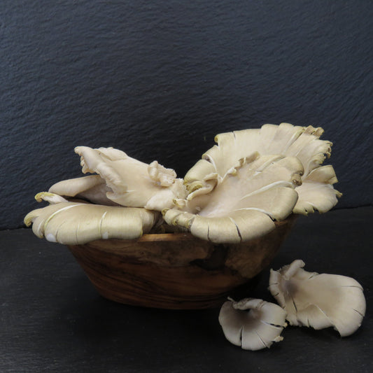 Gourmet Blue Oyster Mushrooms