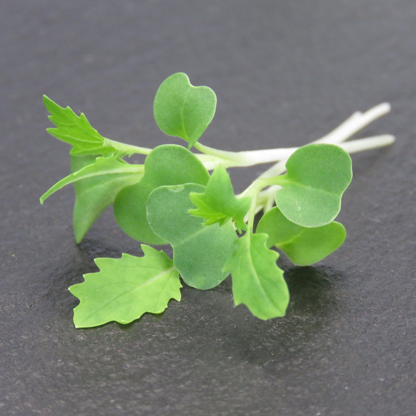 Mustard, Green Mizuna