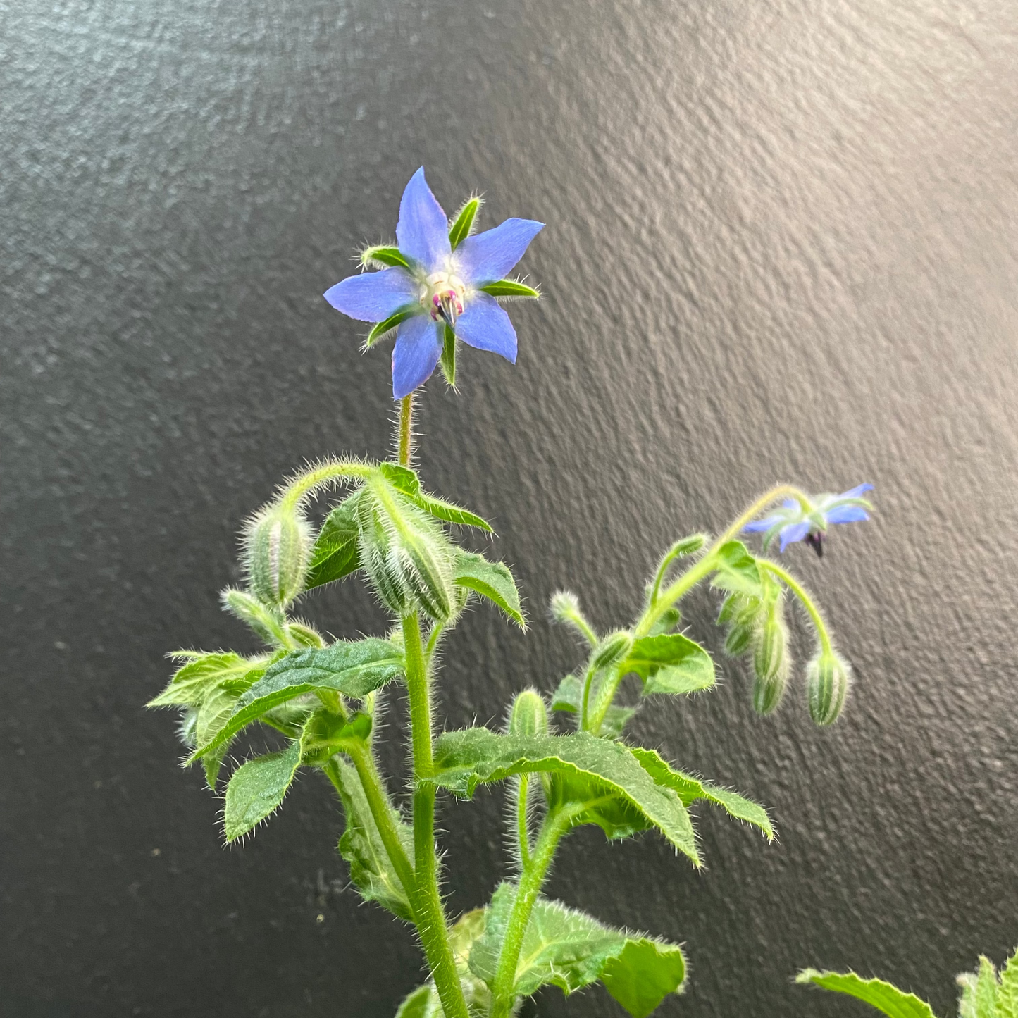Borage Blooms