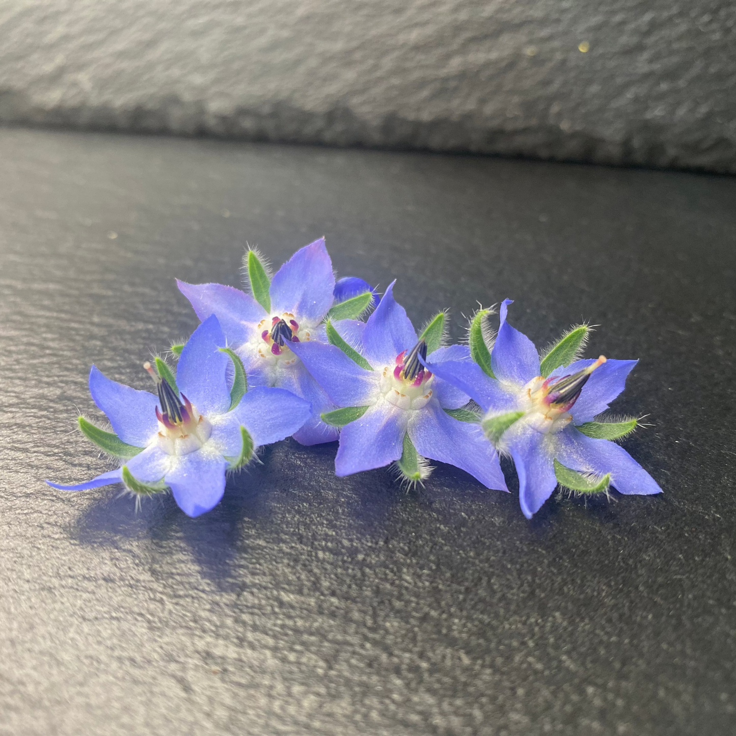 Borage Blooms