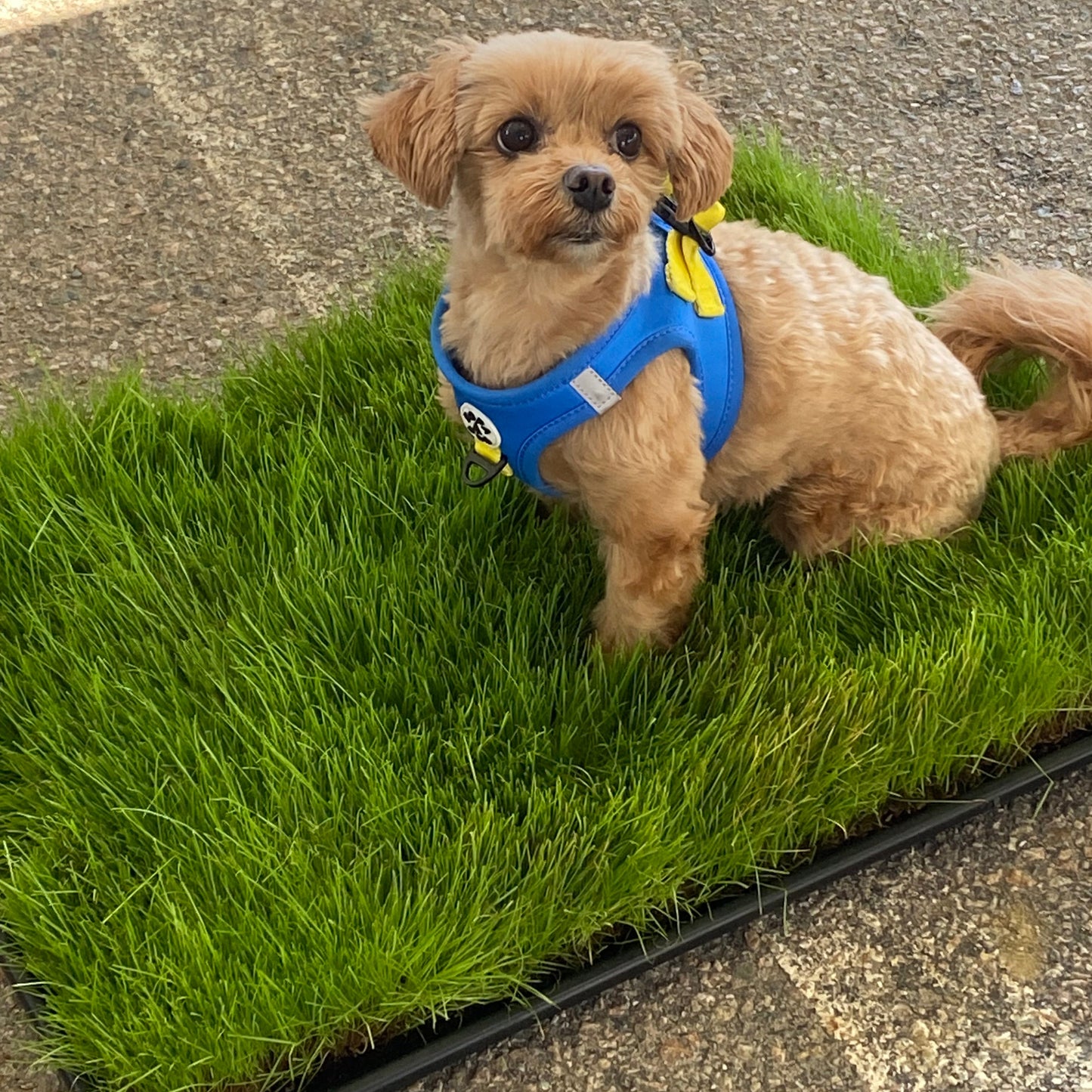 The Urban Turf
