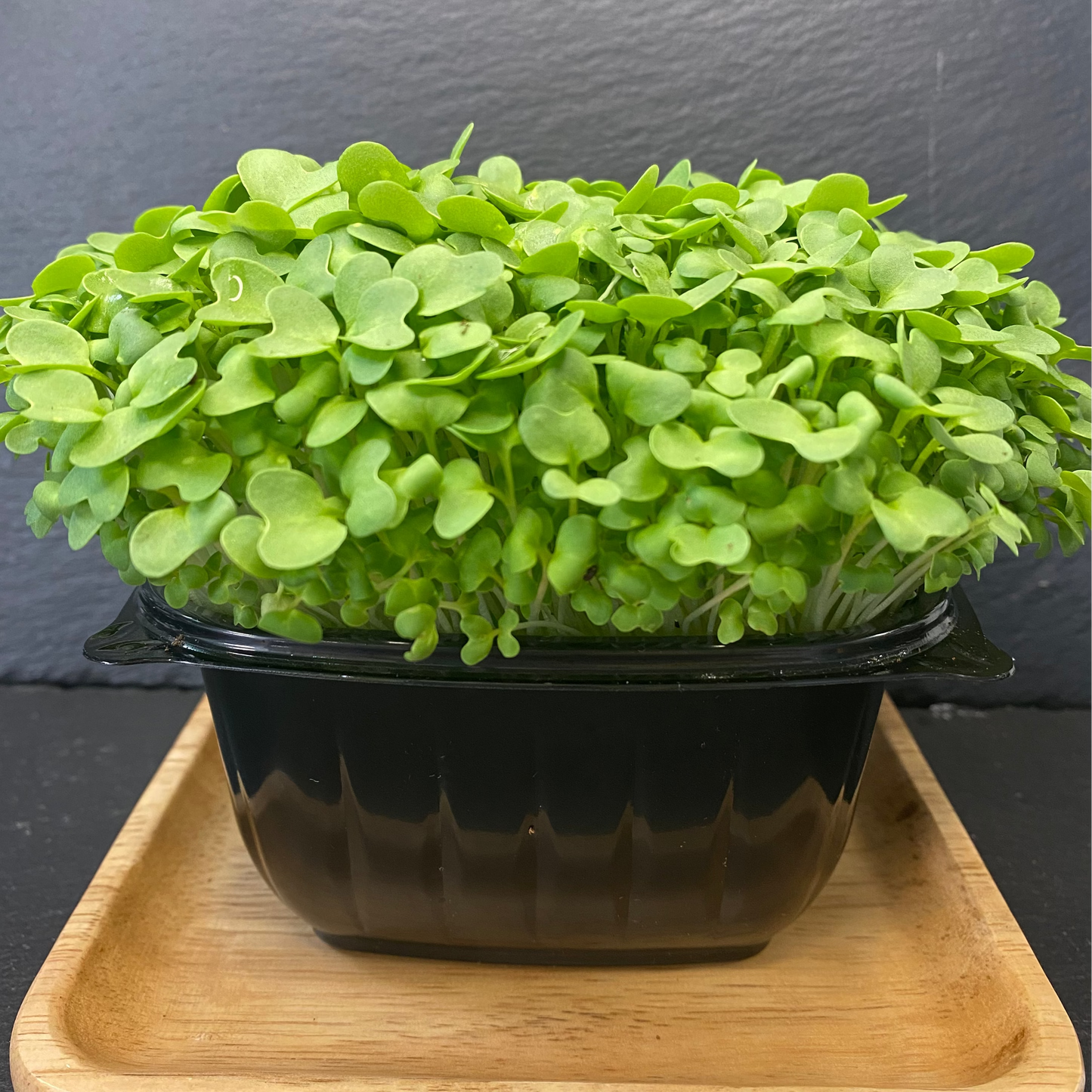 Micro Wasabi Mustard