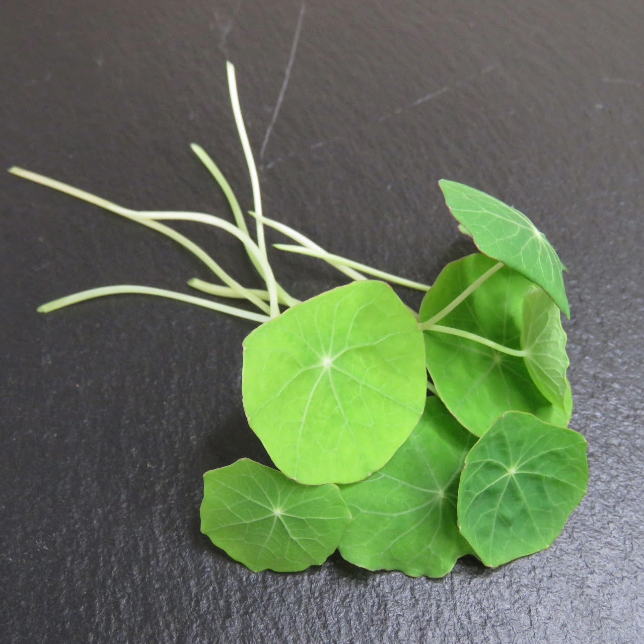 Nasturtium - Jewel Mix