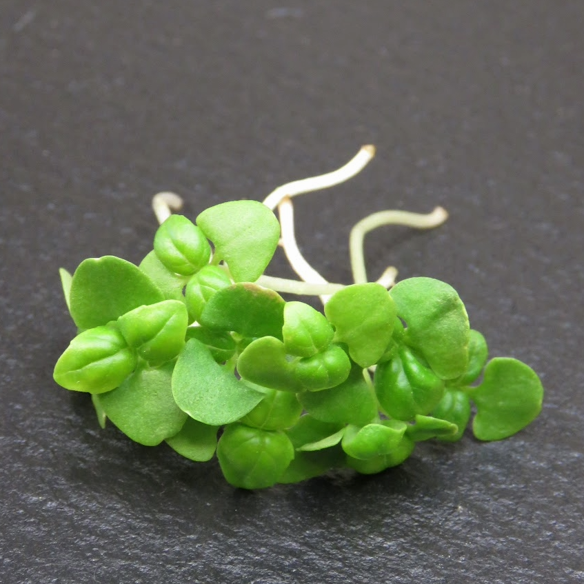 Basil - Genovese
