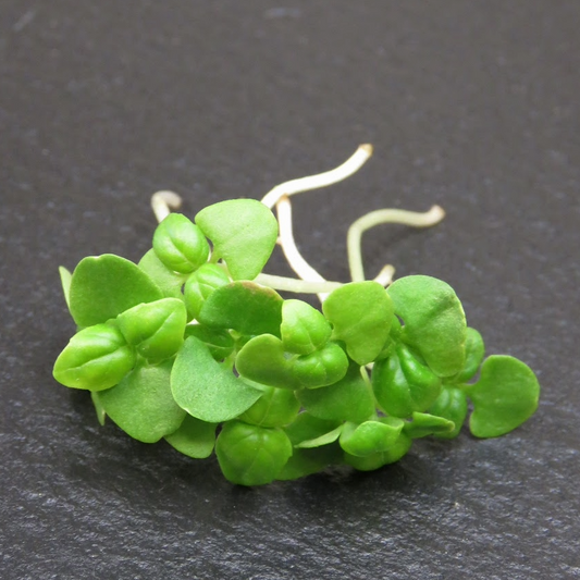 Basil - Genovese