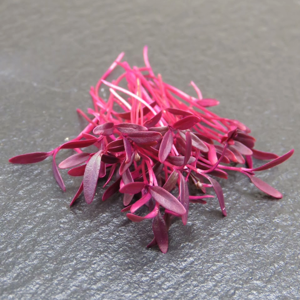 Amaranth - Red Garnet