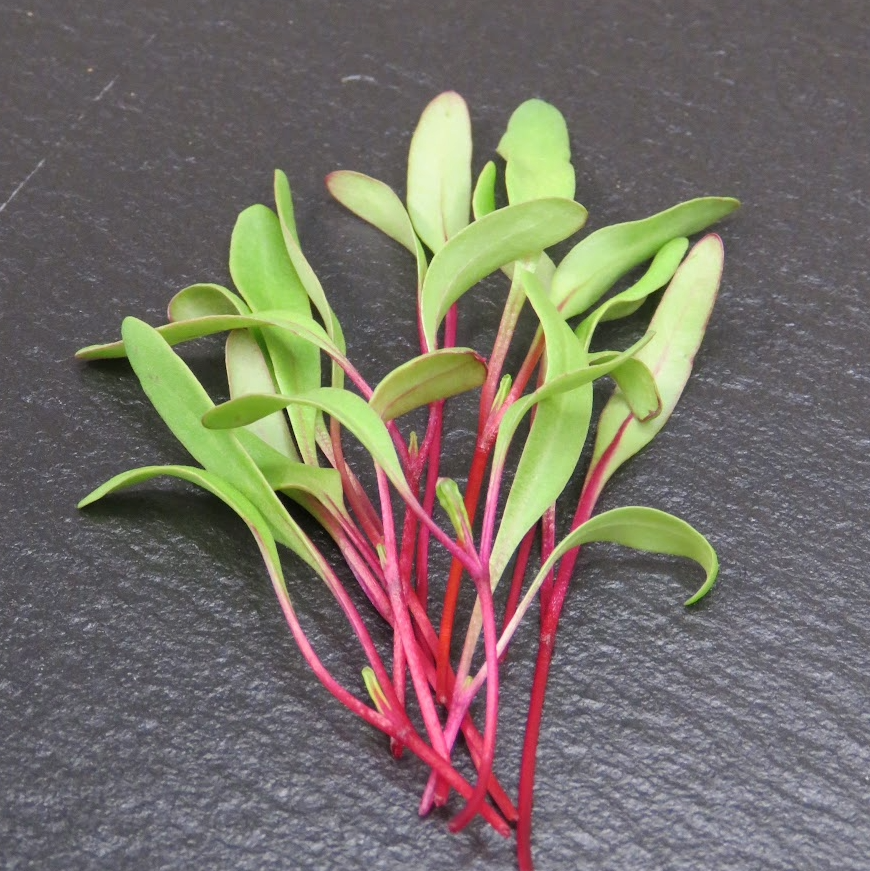 Beet - Early Wonder