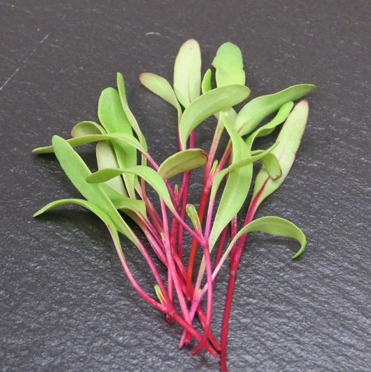 Beet - Early Wonder