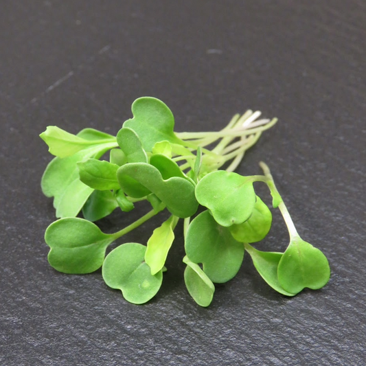 Arugula - Astro