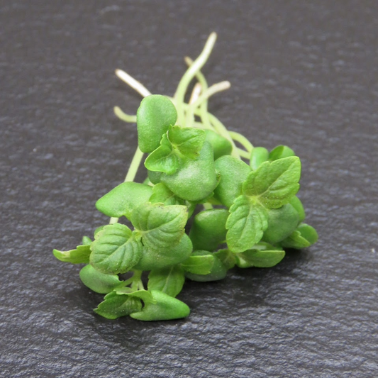 Shiso- Green