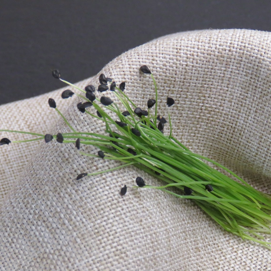 Scallion - Evergreen White