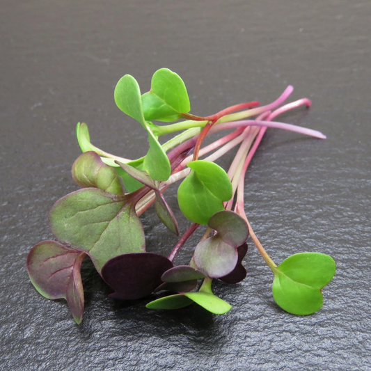 Radish - Confetti Mix