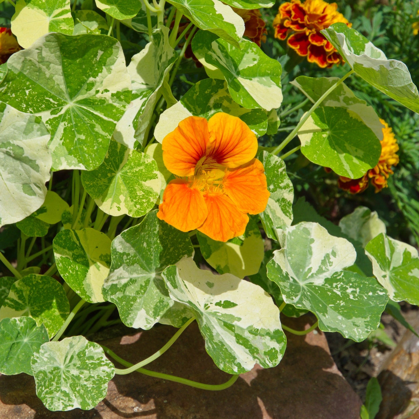 Nasturtium - Alaska Gold (variegated)