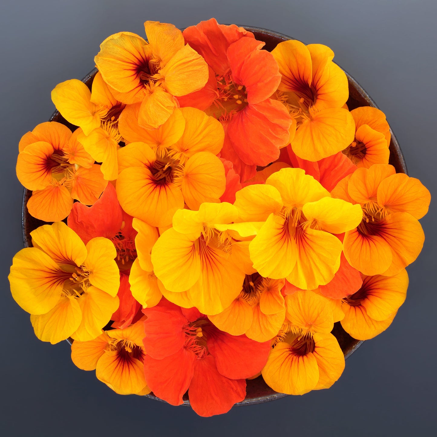 Nasturtium Blooms
