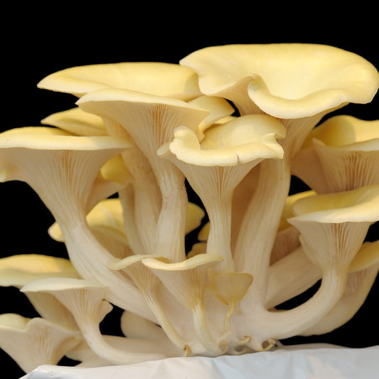 Gourmet Yellow Oyster Mushrooms